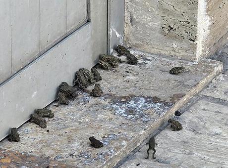 Yağmur sonrası ortaya çıktılar: Bu bir hikmet mi, başka bir şey mi diyelim, bilemedim