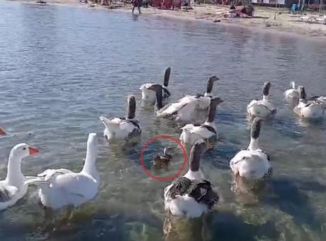 Şartlı tahliye edilmişlerdi! Erdek'in ünlü kazları bu kez yürekleri ısıttı
