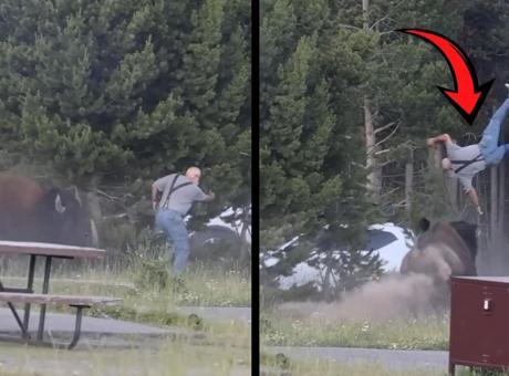 ABD'de dehşet! Bizon yaşlı adamı 2,5 metre havaya fırlattı