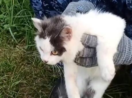 Cezaevine uyuşturucu taşıyan 'kurye kedi' yakalandı! Üzerindeki düzenek şaşkına çevirdi