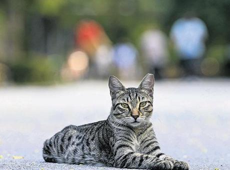 Diyarbakır’da ‘kuduz’ alarmı! Kedi ısırdı entübe edildi