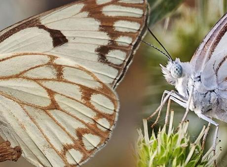 Afrika'dan geldi, Tatvan'da ortaya çıktı! İlk kez görüntülendi
