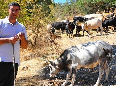 Köyün yaşlıları tüyoyu verdi! 5 ay kaçan 6 sığırını yakaladı: ‘Fiyatları 100- 150 bin lira’