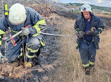Yalova'da alevlerin arasında kalan kaplumbağalar kurtarıldı