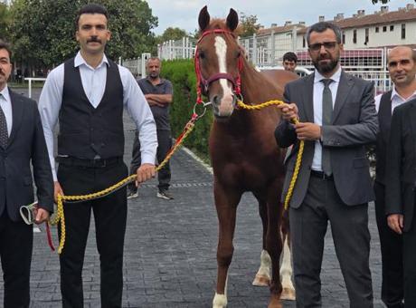 13 safkan Arap elit tay için dudak uçuklatan rakam: 51 milyon 600 bin liraya satıldılar