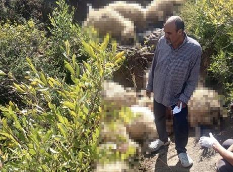Yaylada can pazarı! Çok sayıda koyun telef oldu