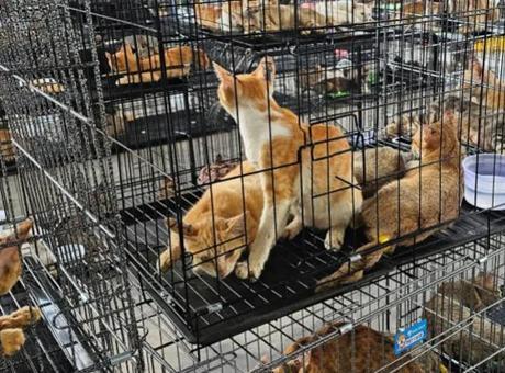 Restoranlara satmak için çalıyorlar: Kedi hırsızı çetelere baskın! Restoranlara satmak için çalıyorlar: Kedi hırsızı çetelere baskın!