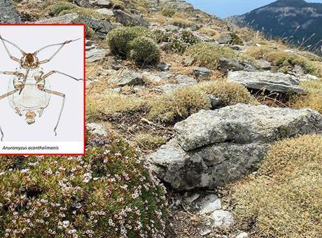 'Kardikeni' üzerinde yaşıyor: Kaz Dağları'nda dünya literatürüne giren keşif
