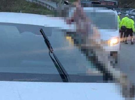 İstanbul'da dehşete düşüren kaza: Atın kopan bacağı otomobile saplandı