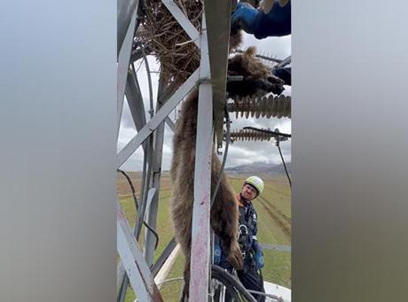 Elektrik direğinde asılı kaldı! Görenler ekiplere haber verdi: Akım kesilerek indirildi