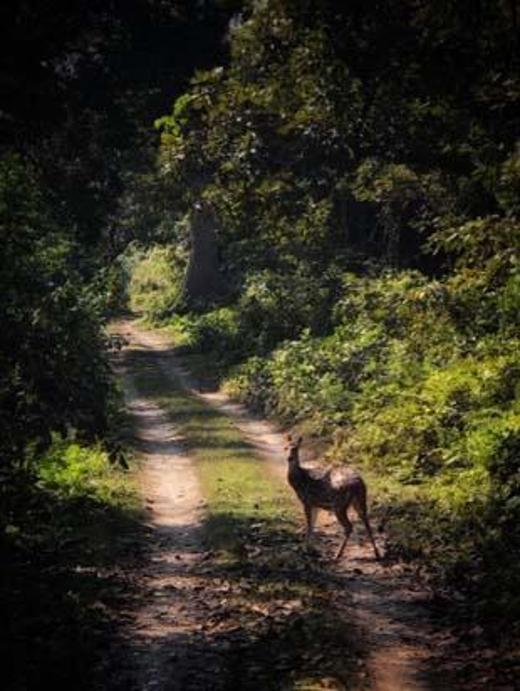 Otobüsten, otelimizin bizi alması için gönderdiği araca biniyoruz ve sapsarı hardal çiçekleri etrafımızda otelimize doğru gidiyoruz. Otelimiz, Chitwan Village Resort yemyeşil ve bol çiçekli bahçesinde iki katlı binaların bulunduğu sakin ve huzurlu bir yer.