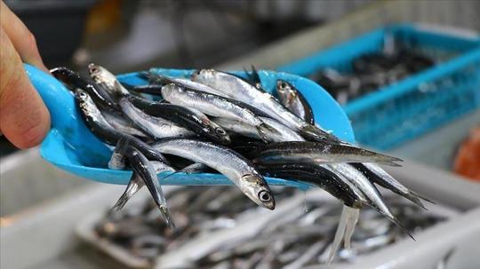 Türkiye'den 14,4 milyon dolarlık hamsi ihracatı yapıldı