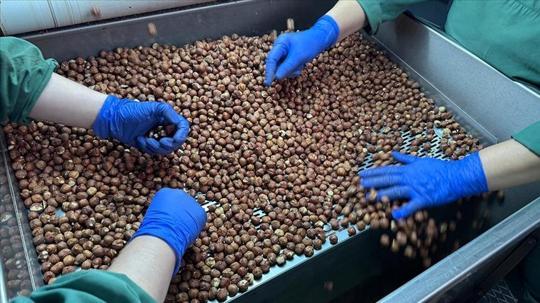 Türkiye en fazla Almanya'ya fındık ihracatı yaptı