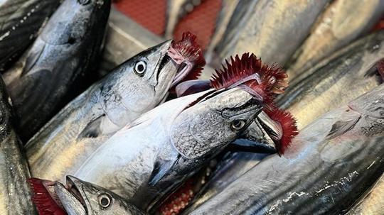 Türkiye’de 2024'te coşan palamut miktarı düştü