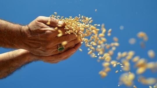 Hububat, bakliyat, yağlı tohumlar ihracatı 1 milyar dolara yaklaştı