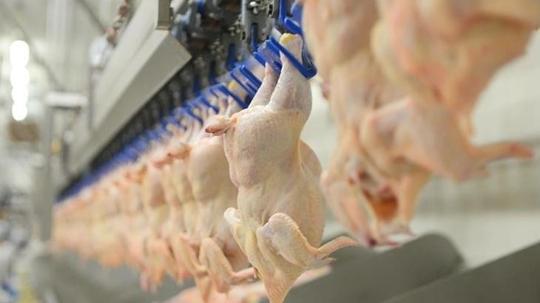 Son dakika: Tavuk ürünleri ihracatı yarın durdurulacak