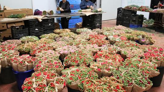 Türk çiçeğinde 160 milyon dolarlık ihracat rekoru