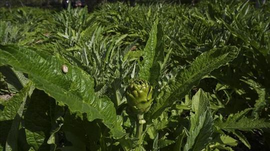 Enginar verimi arttı