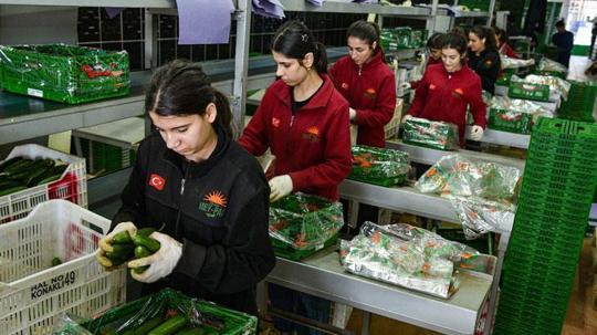 Türkiye'den Rusya'ya sebze ihracatı arttı
