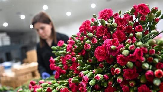 Türkiye'den 35 ülkeye Anneler Günü için 80 milyon dal çiçek