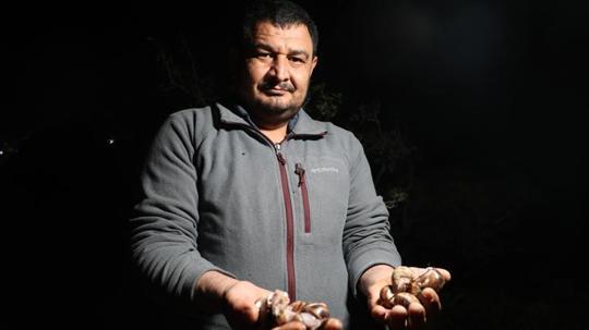 Adana’da salyangoz mesaisi: Kilogramı 35 lira