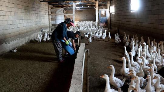 4 kazla başladı, şimdi yılda 800 yavru elde ediyor
