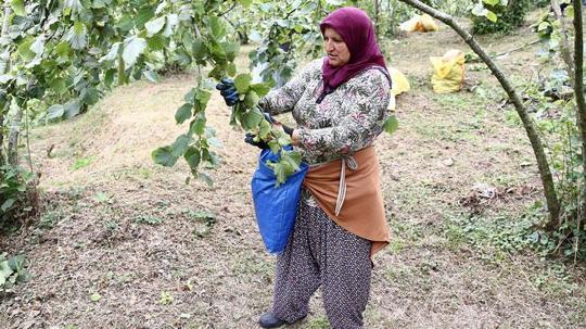 Giresun'da fındık hasadı başladı
