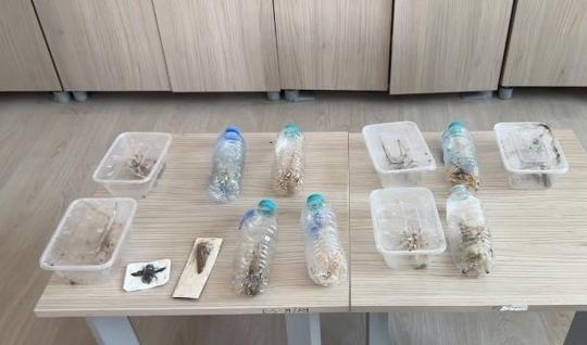 İzinsiz çekirge toplayan yabancı uyruklu kişilere 1,4 milyon lira ceza kesildi