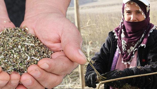 Çiftçinin yeni umudu! Deneme amaçlı ekildi, ilk hasat yapıldı: ‘Tuğla ve silah sanayisinde kullanıldığını öğrendik’