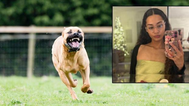 Genç kadın pitbull dehşetinin kurbanı oldu! 'Aynı anda 3 tanesi saldırdı'