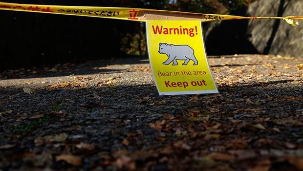 Dünyada bir ilk! Turizm işletmelerine 'ayı sigortası' geliyor