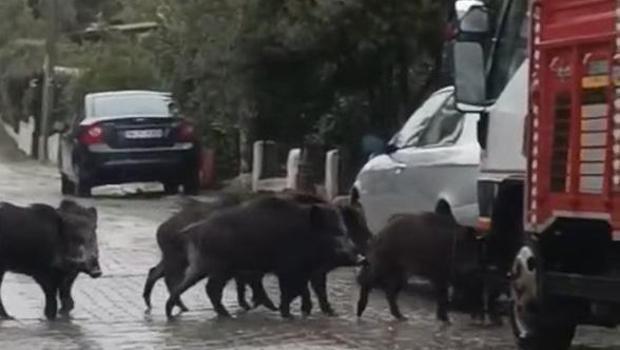 Ayvalık'ta 3 gündür süren yağış hayatı felç etti! Aç kalan domuzlar şehir merkezine indi