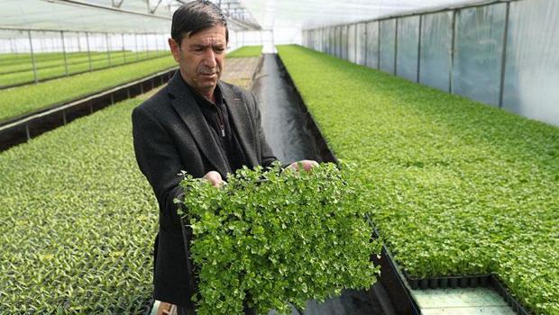 Arkadaş tavsiyesiyle sebze fidesi üretmeye başladı: Yıllık 4 milyon adet satıyor!
