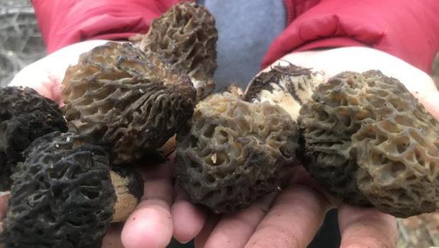 Nadir bulunuyor! Dağlardan toplayıp kilosunu 1.500 TL`den satıyorlar