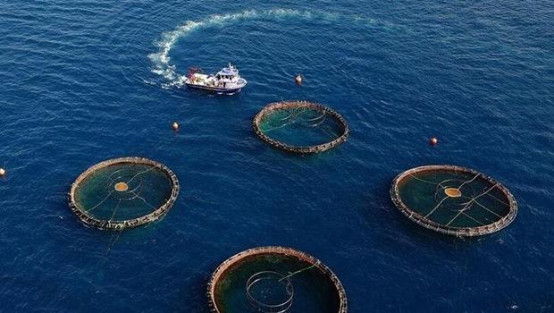 Karadeniz`in su ürünleri ihracatı 85 milyon doları aştı