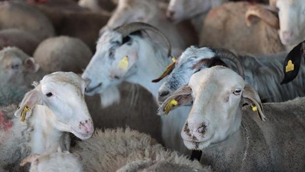 Son dakika: Vekaletle kurban kesim bedeli belli oldu