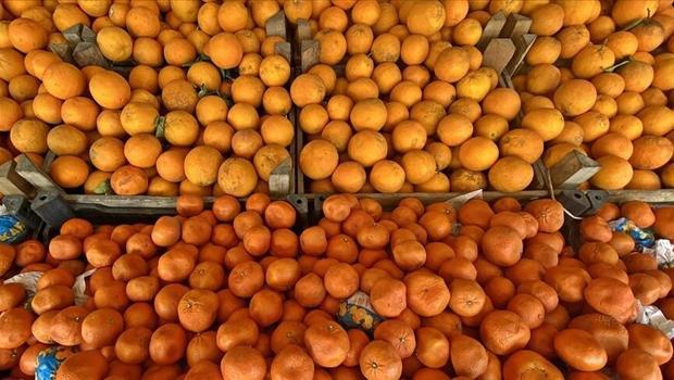 Turunçgil ihracatı 697,7 milyon dolara ulaştı