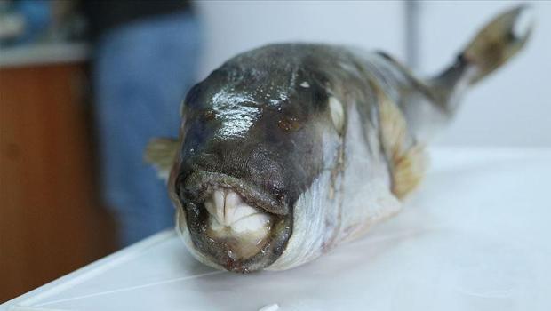 6 yılda 665 bin balon balığı yakalandı!