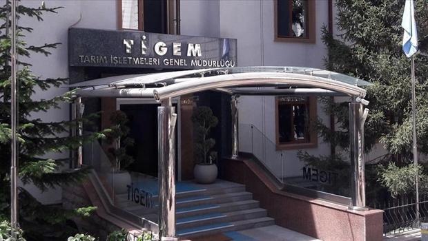 TİGEM, 600 reforme küçükbaş hayvan satacak