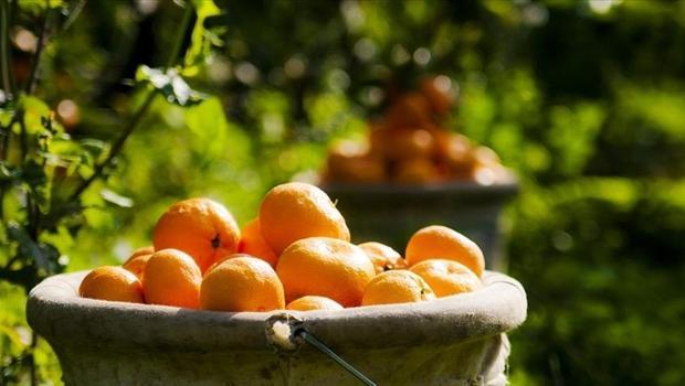 Türkiye yılın ilk çeyreğinde en fazla mandalinayı Irak`a sattı