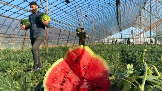 Antalya`da seralarda yetiştirilen sezonun ilk karpuzları hasat ediliyor