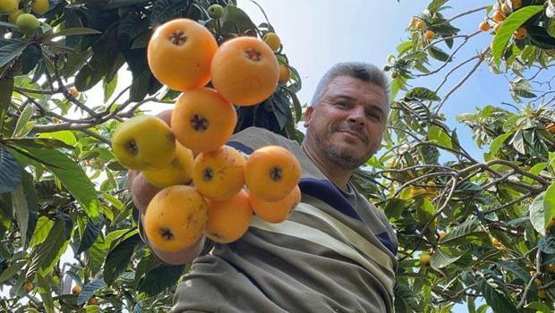 `Sarı altın` yenidünyada hasat başladı