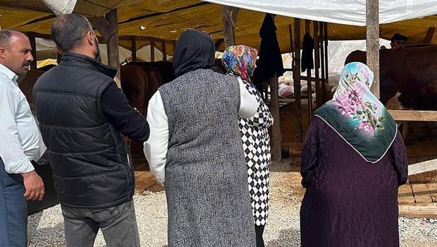 Gebze`de kurban pazarının yıldızı! 1 tonluk `Şampiyon`un fiyatı dudak uçuklatıyor