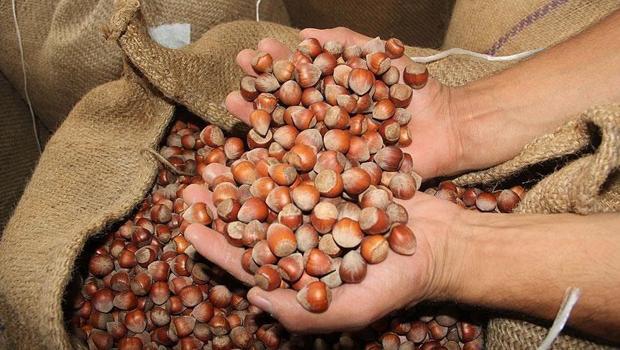 Türkiye fındık ihracatından 987 milyon doları aşkın gelir sağladı
