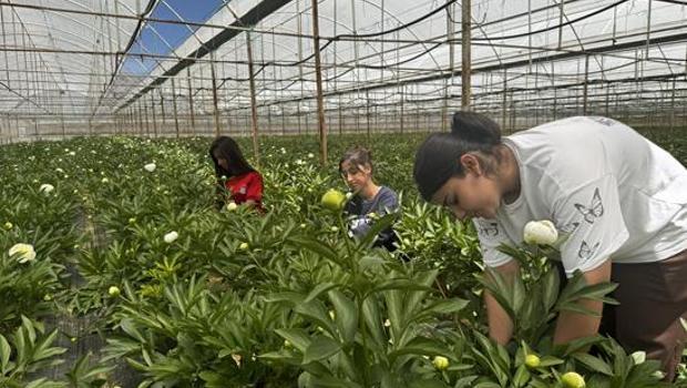 Antalya’da tarladan servete dönüşen çiçek! Tanesi 150 TL’ye satılıyor, Türkiye’nin dört bir yanından sipariş yağıyor