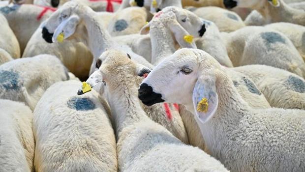 Kurban alacaklar dikkat! İşte 5 soruda kurbanlık hayvan seçiminde dikkat edilmesi gerekenler
