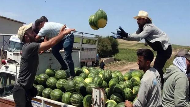 Adana`da sezonun ilk karpuz hasadı başladı: Kilosu 25 TL!