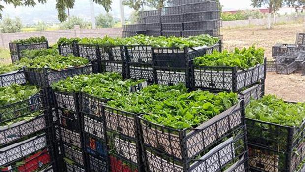 `Yeşil altın` için sabahın köründe mesai! Daha daldayken para kazandırıyor: Kilosu 90 liraya kadar çıktı