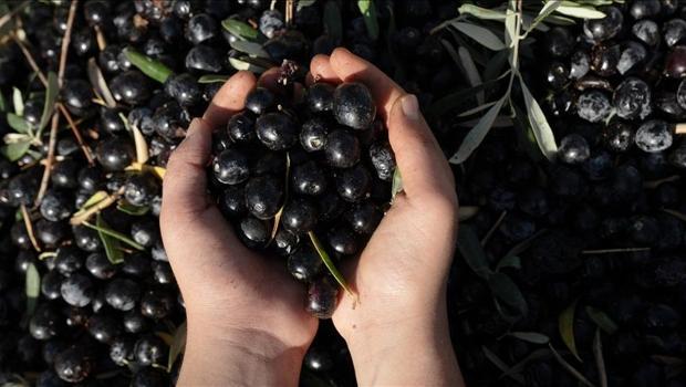 İzmir’de zeytinin tanesini 50 liraya sattığı tespit edilen satıcıya idari para cezası