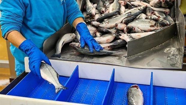 Türkiye`nin su ürünleri üretimi 2025`te yüzde 11,1 arttı